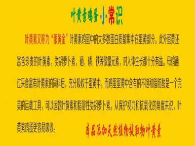 葉黃素雞蛋小常識(shí)