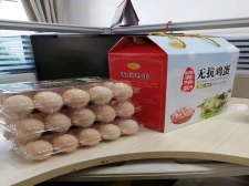 綠美格勒無(wú)抗雞蛋